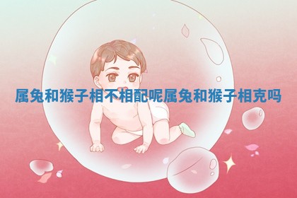 属兔和猴子相不相配呢_ 🍵 属兔和猴 ⛹ 子相克吗
